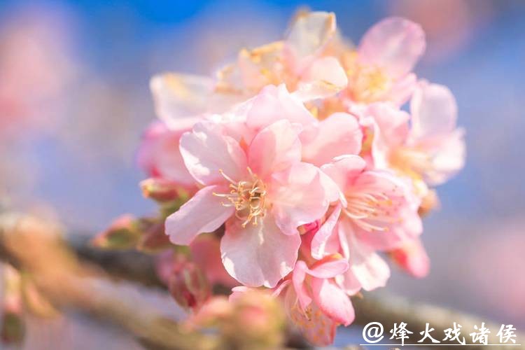 粉色浪漫提前“报到”！辰山“报春樱”本周末进入最佳观赏期，春节赏樱正当时