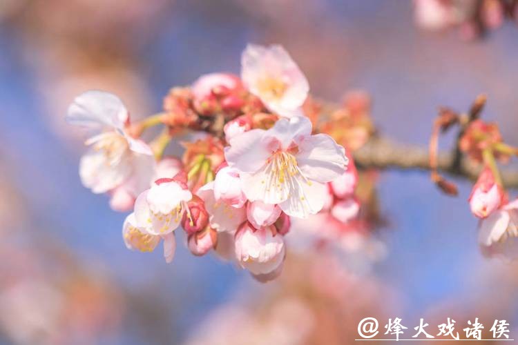 粉色浪漫提前“报到”！辰山“报春樱”本周末进入最佳观赏期，春节赏樱正当时